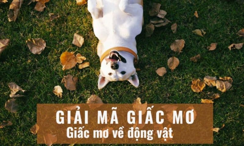 Giấc mơ gặp các loài động vật 